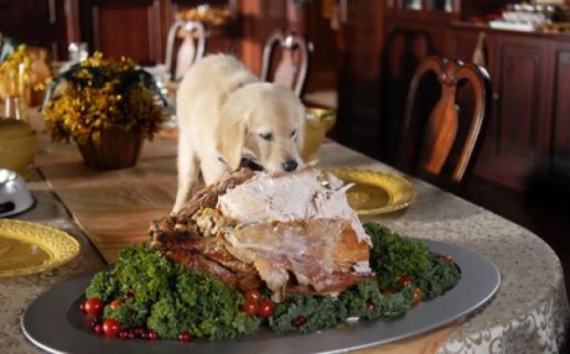 thanksgiving_dog & turkey